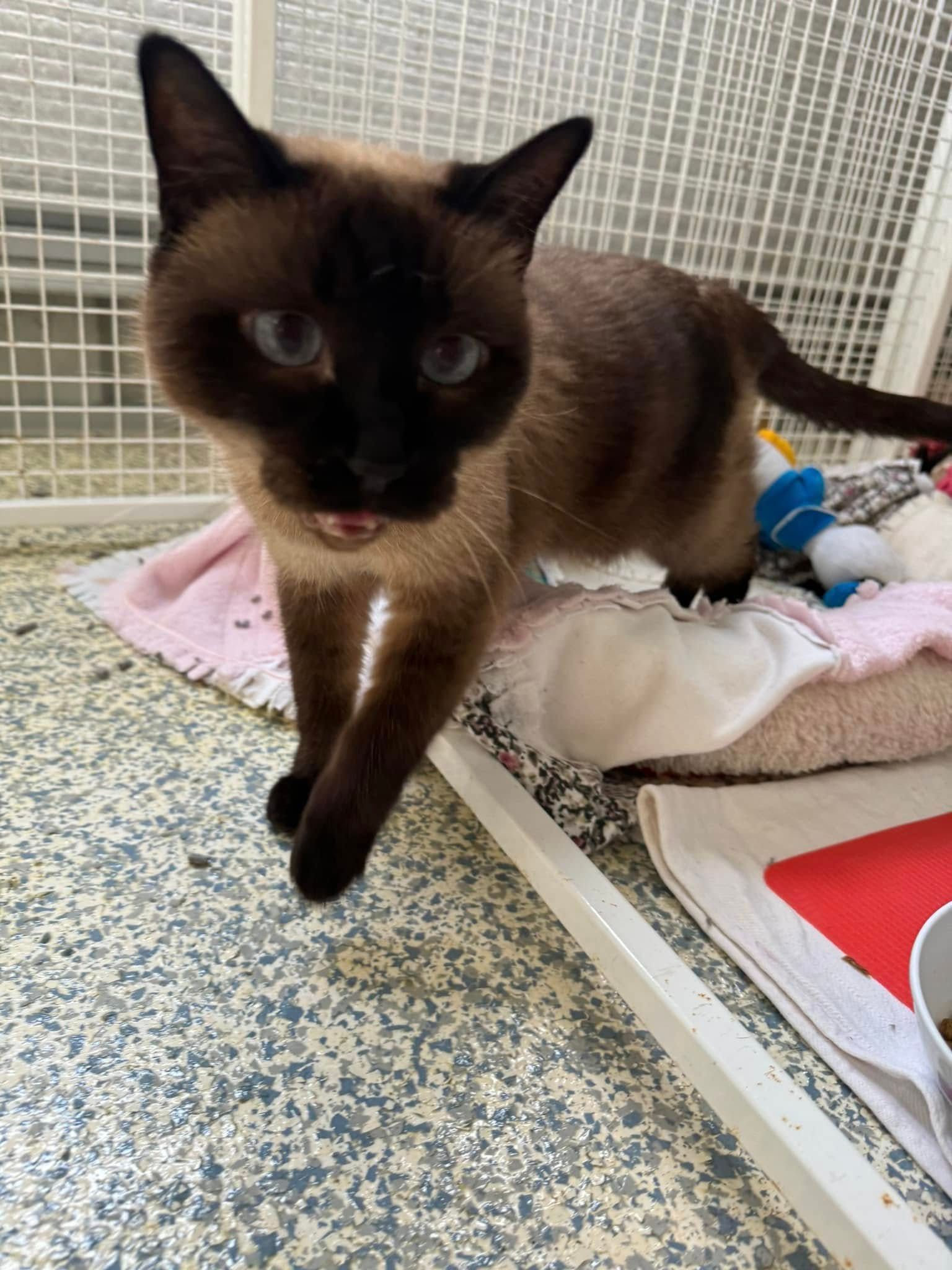 A Siamese Cat Is Standing On A Bed In A Cage โ Yeppoon Boarding Kennels & Cattery In Farnborough, QLD