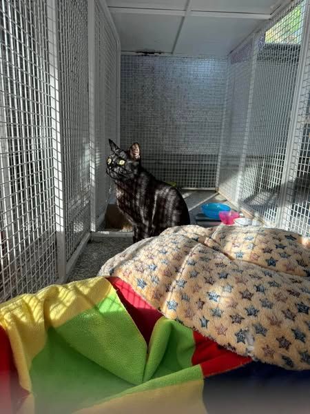 A Black Cat Is Sitting On A Bed In A Cage โ Yeppoon Boarding Kennels & Cattery In Farnborough, QLD