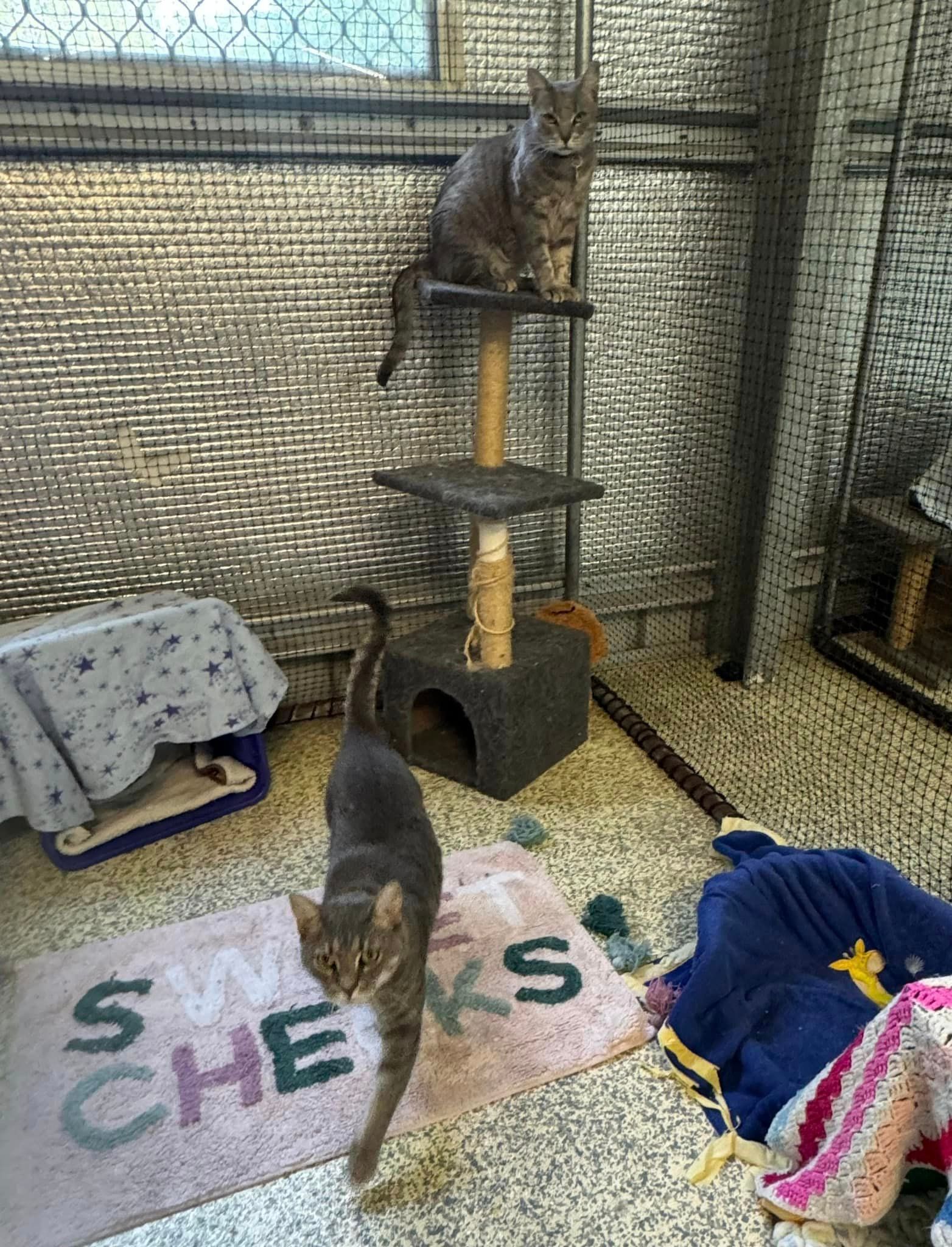 Two Cats Are Sitting On A Cat Tree In A Room โ Yeppoon Boarding Kennels & Cattery In Farnborough, QLD