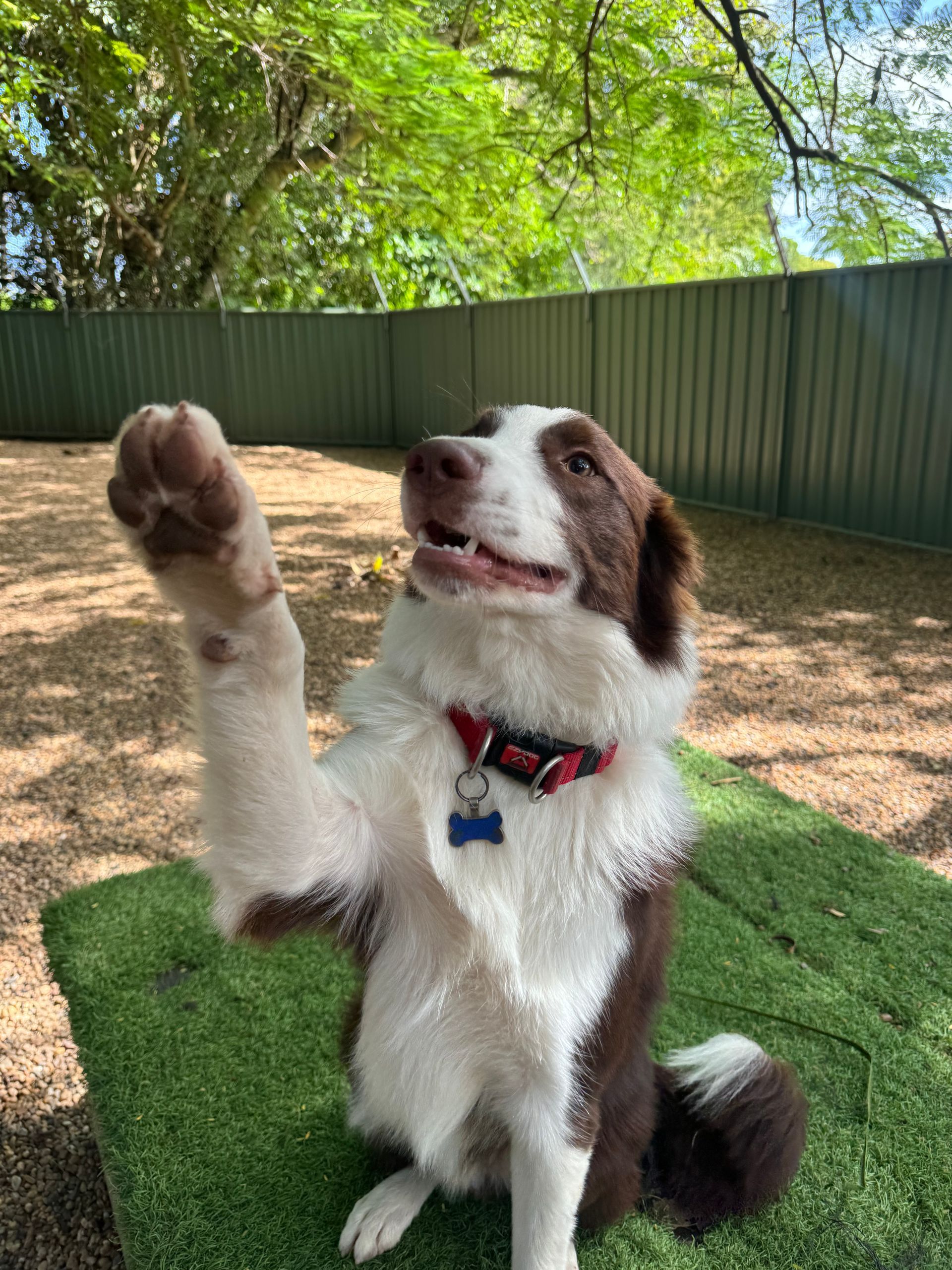 White-and-brown Dog Sitting on Grass — Yeppoon Boarding Kennels & Cattery In Farnborough, QLD