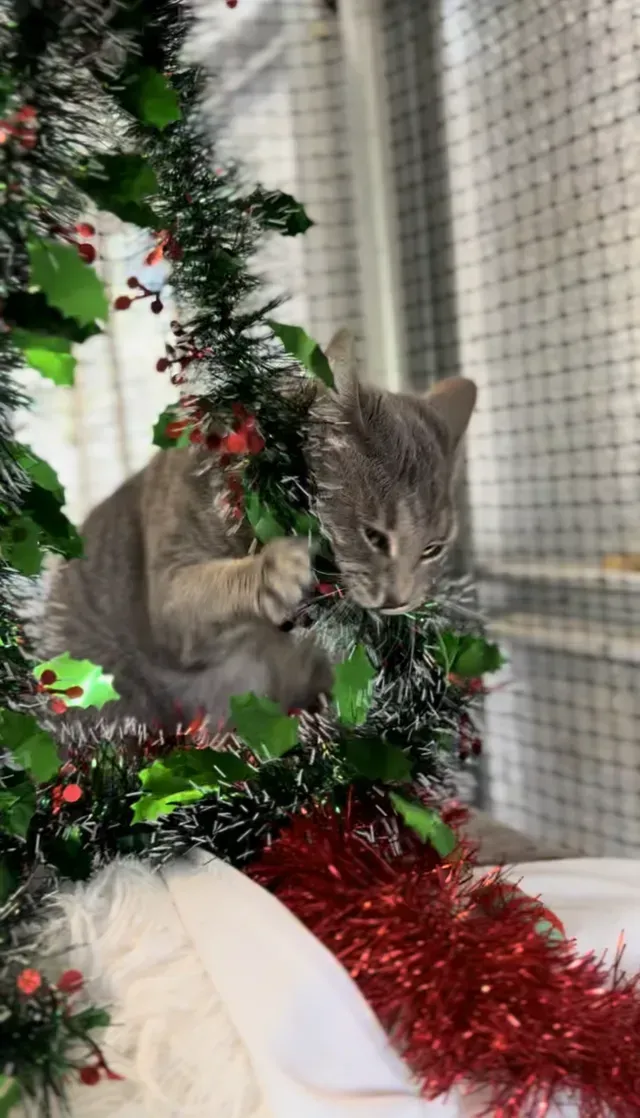 A Cat Is Playing With Tinsel On A Christmas Tree โ Yeppoon Boarding Kennels & Cattery In Farnborough, QLD