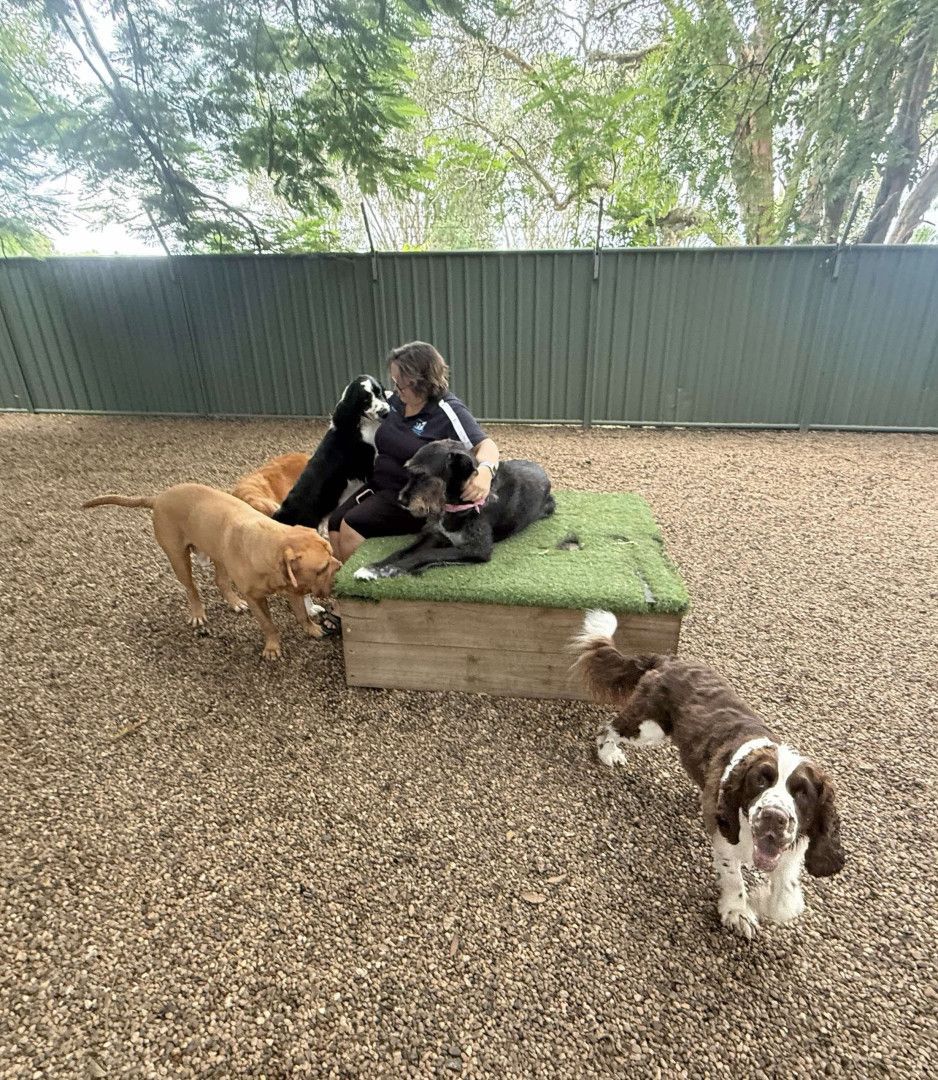 A Woman Is Sitting On A Wooden Box Surrounded By Dogs — Yeppoon Boarding Kennels & Cattery In Farnborough, QLD