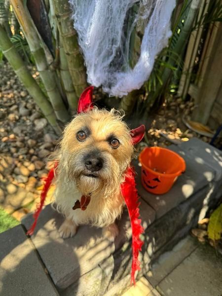 A Small Dog Dressed As A Devil — Yeppoon Boarding Kennels & Cattery In Farnborough, QLD