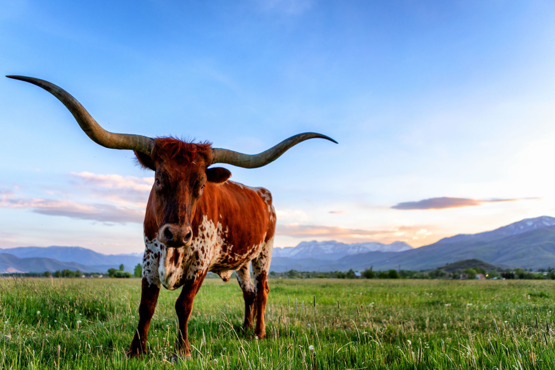 Longhorn cow in a grassy field with mountains in the background under a blue sky.