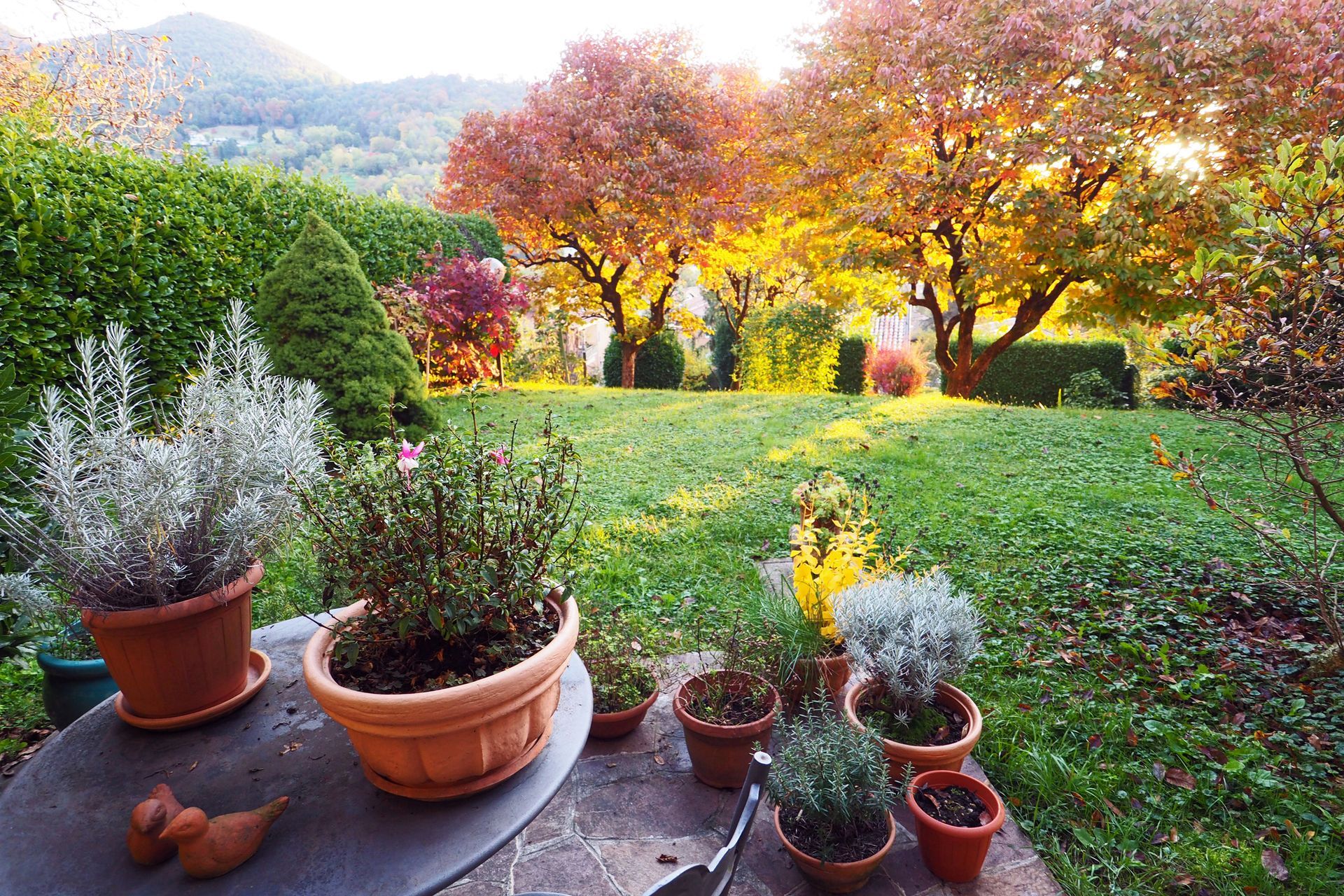 Quali piante piantare in autunno nel proprio giardino? Scopriamolo Insieme