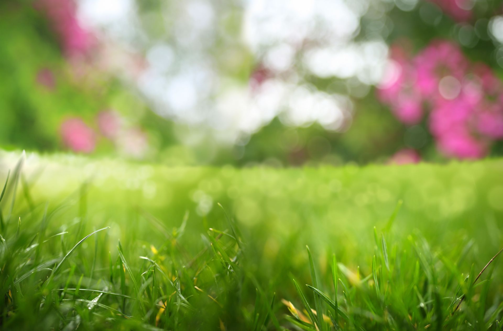 Subirrigazione: Innovazione nell'Irrigazione di Giardini