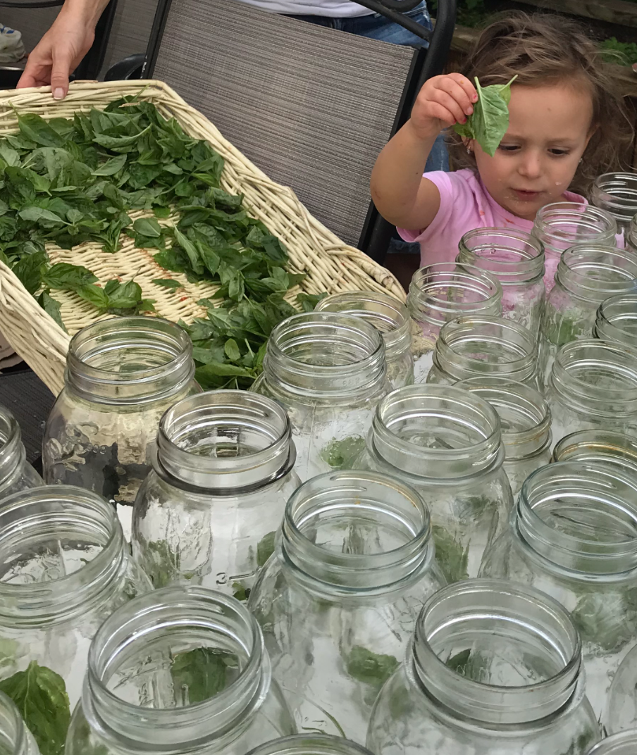 A young child in a pink shirt places fresh green leaves into one of many glass jars arranged on a table.