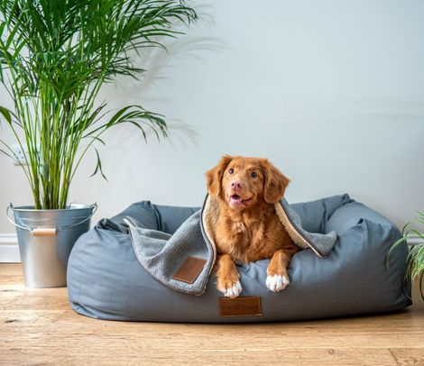 Dog in a gray dog bed, covered with a blanket; next to a potted plant and metal bucket.