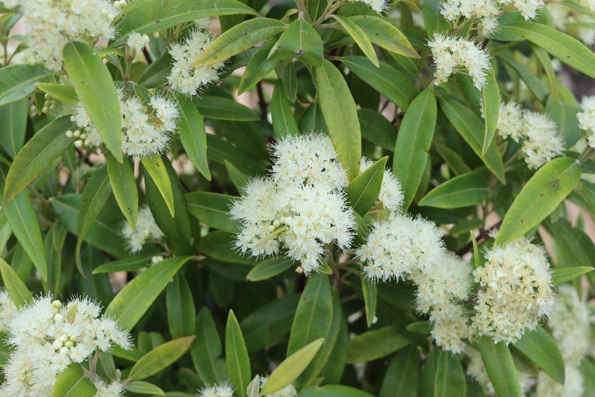 Green Leaf Plant — Native Plant Nursery in Newcastle, NSW