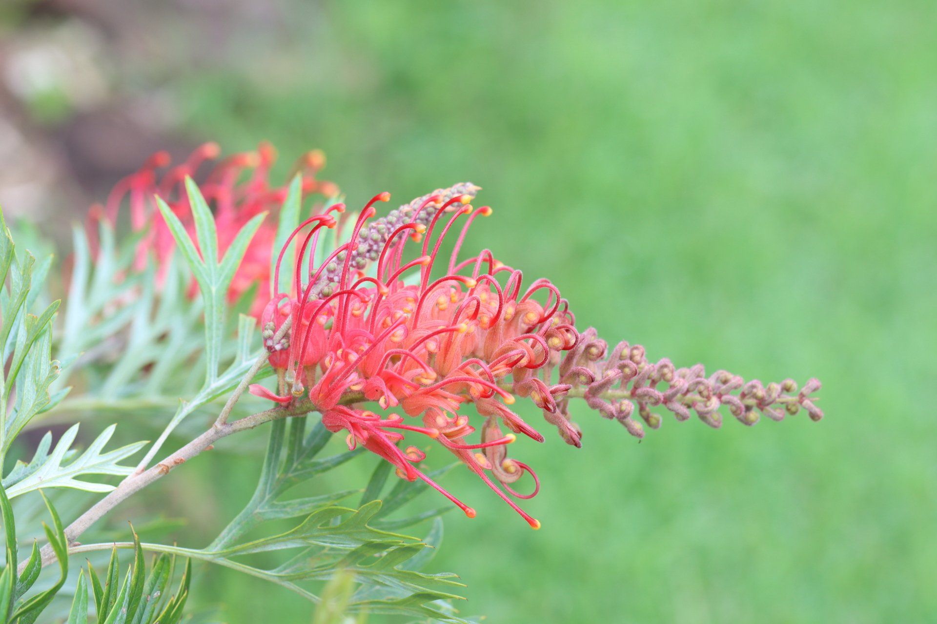 Ingredients On A Plate — Newcastle Wildflower Nursery from Native Plants in Newcastle, NSW