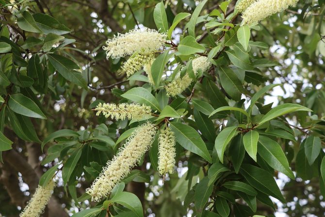 Green Leaf Tree — Native Plant Nursery in Newcastle, NSW