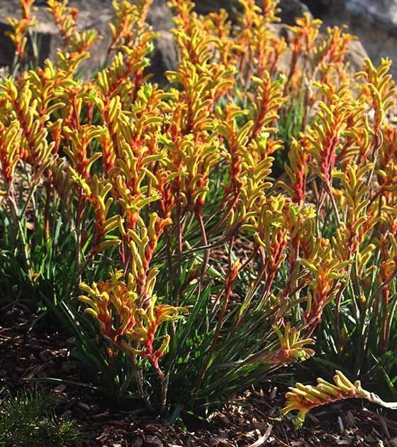 Red Plant — Newcastle Wildflower Nursery from Native Plants in Newcastle, NSW Red Plant — Newcastle Wildflower Nursery from Native Plants in Newcastle, NSW