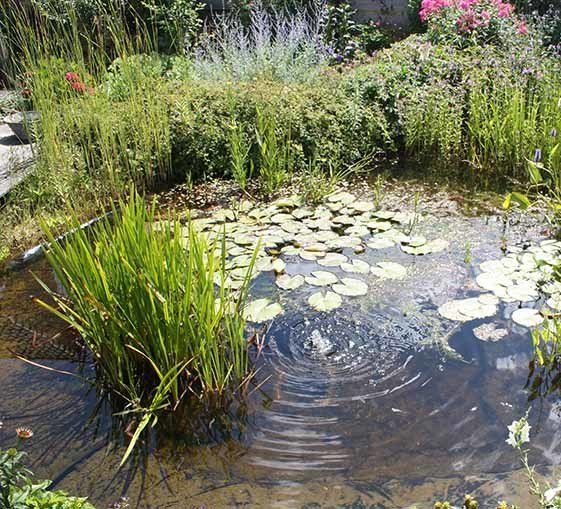 Natural Backyard Plant — Newcastle Wildflower Nursery from Native Plants in Newcastle, NSW Natural Backyard Plant — Newcastle Wildflower Nursery from Native Plants in Newcastle, NSW