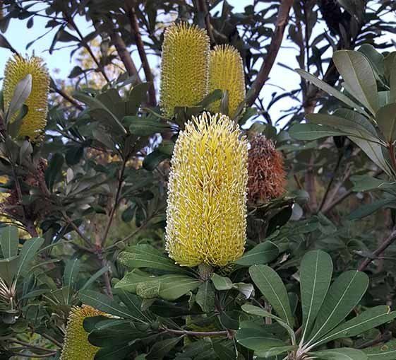 Red and Yellow Flowers — Newcastle Wildflower Nursery in About Us, NSW