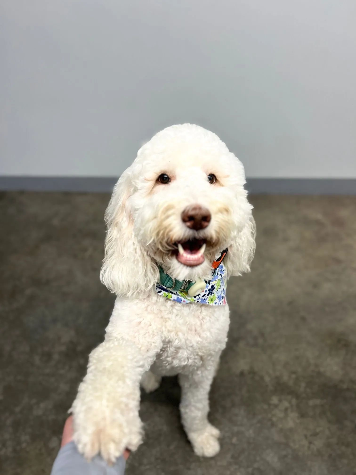 White curly-haired dog with colorful bandana, standing and facing camera against a gray wall.