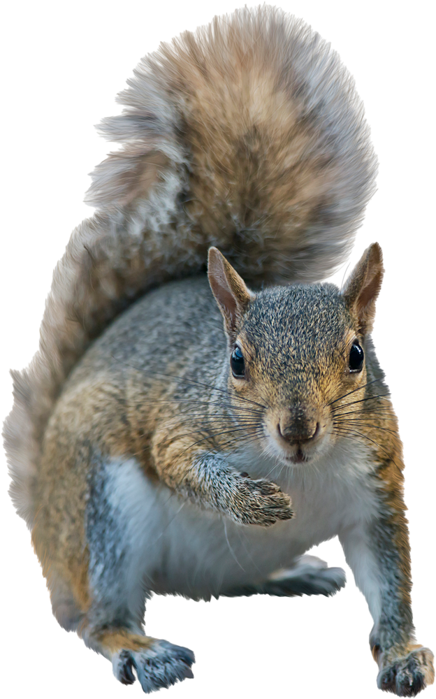 Squirrel — Greenfield, MA — Problem Wildlife Squirrel — Greenfield, MA — Problem Wildlife