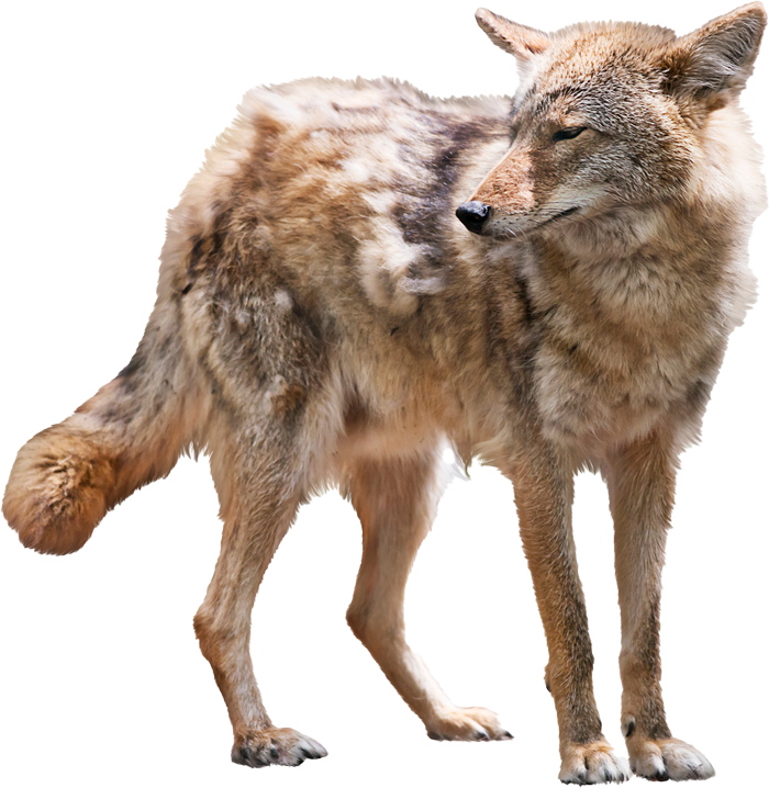 Coyote — Greenfield, MA — Problem Wildlife Coyote — Greenfield, MA — Problem Wildlife
