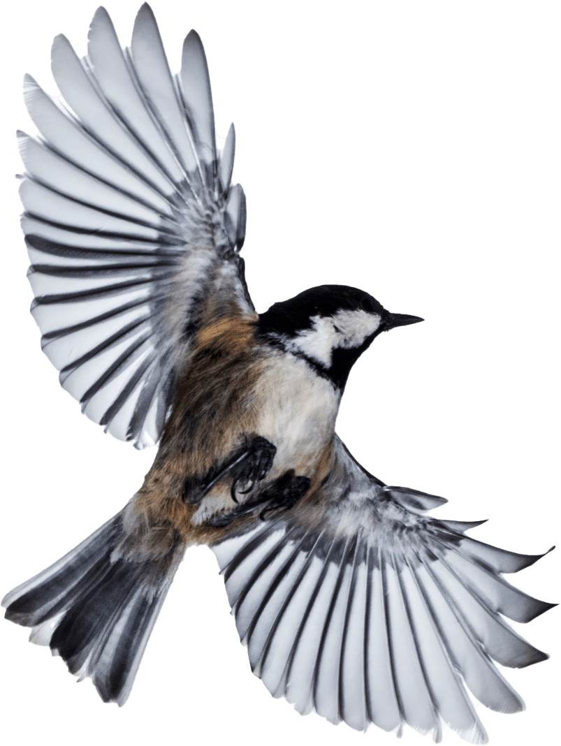 Bird — Greenfield, MA — Problem Wildlife Bird — Greenfield, MA — Problem Wildlife