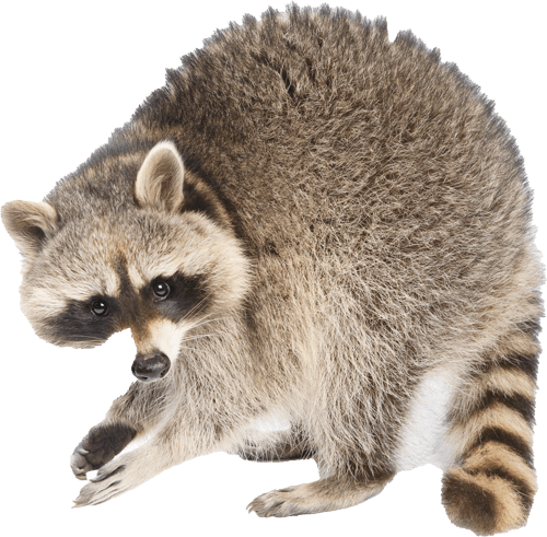 Raccoons — Greenfield, MA — Problem Wildlife Raccoons — Greenfield, MA — Problem Wildlife