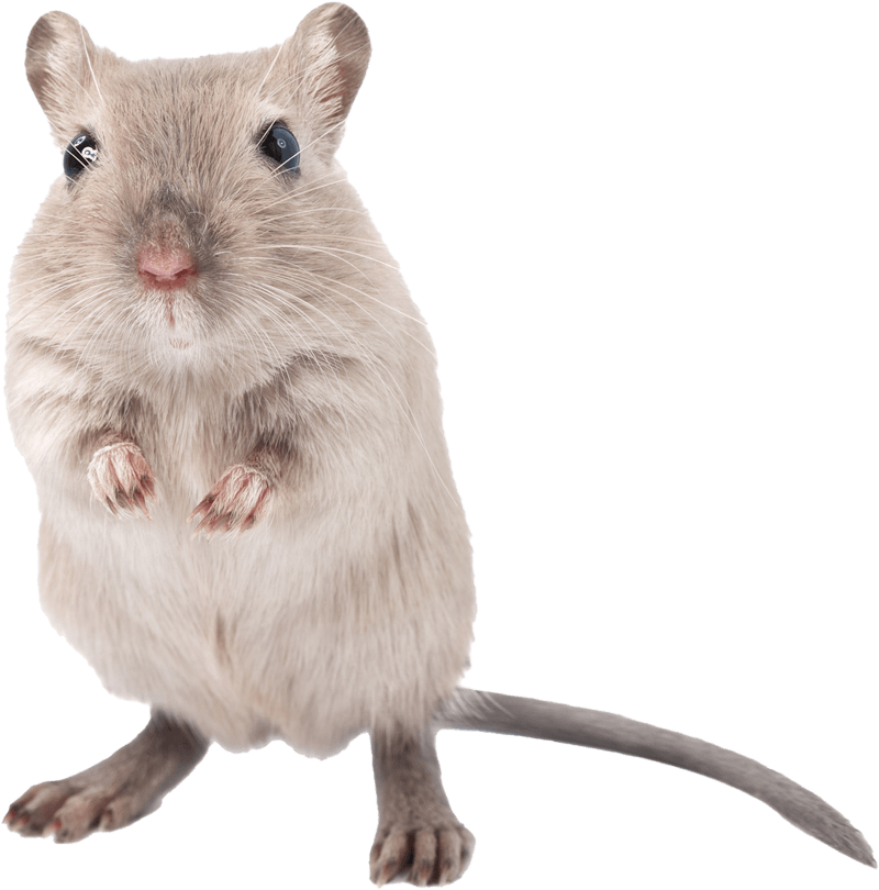 Little Rat — Greenfield, MA — Problem Wildlife Little Rat — Greenfield, MA — Problem Wildlife
