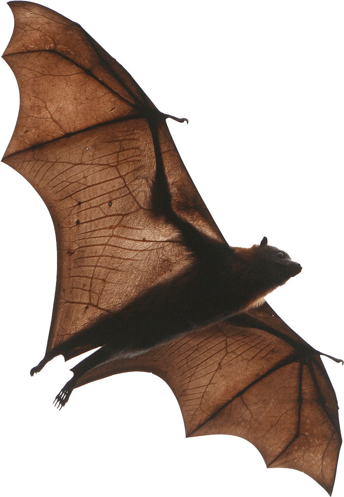 Bat — Greenfield, MA — Problem Wildlife Bat — Greenfield, MA — Problem Wildlife