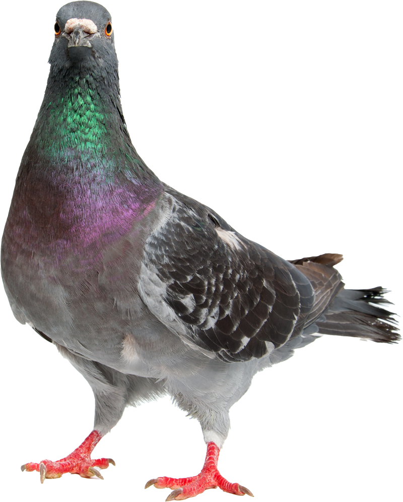 Pigeon — Greenfield, MA — Problem Wildlife Pigeon — Greenfield, MA — Problem Wildlife