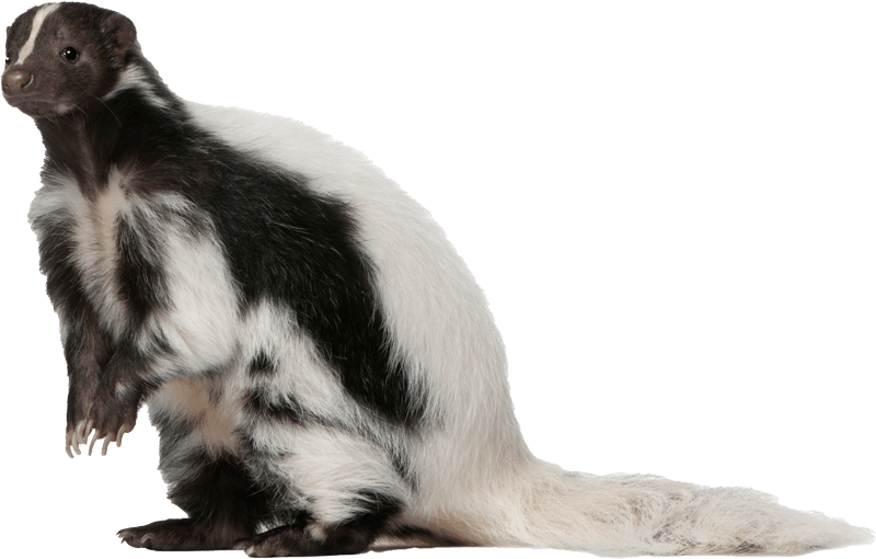 Skunk — Greenfield, MA — Problem Wildlife Skunk — Greenfield, MA — Problem Wildlife