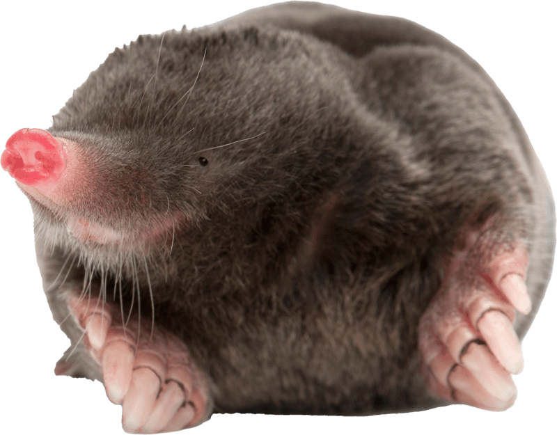 Mole — Greenfield, MA — Problem Wildlife Mole — Greenfield, MA — Problem Wildlife