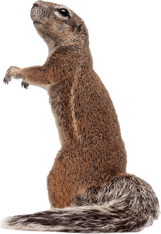 Brown Squirrel — Greenfield, MA — Problem Wildlife Brown Squirrel — Greenfield, MA — Problem Wildlife