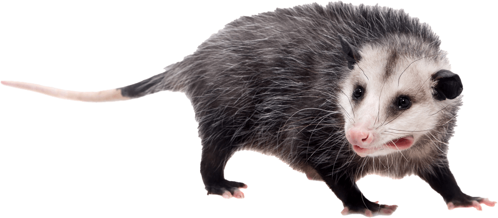 Opossum — Greenfield, MA — Problem Wildlife Opossum — Greenfield, MA — Problem Wildlife