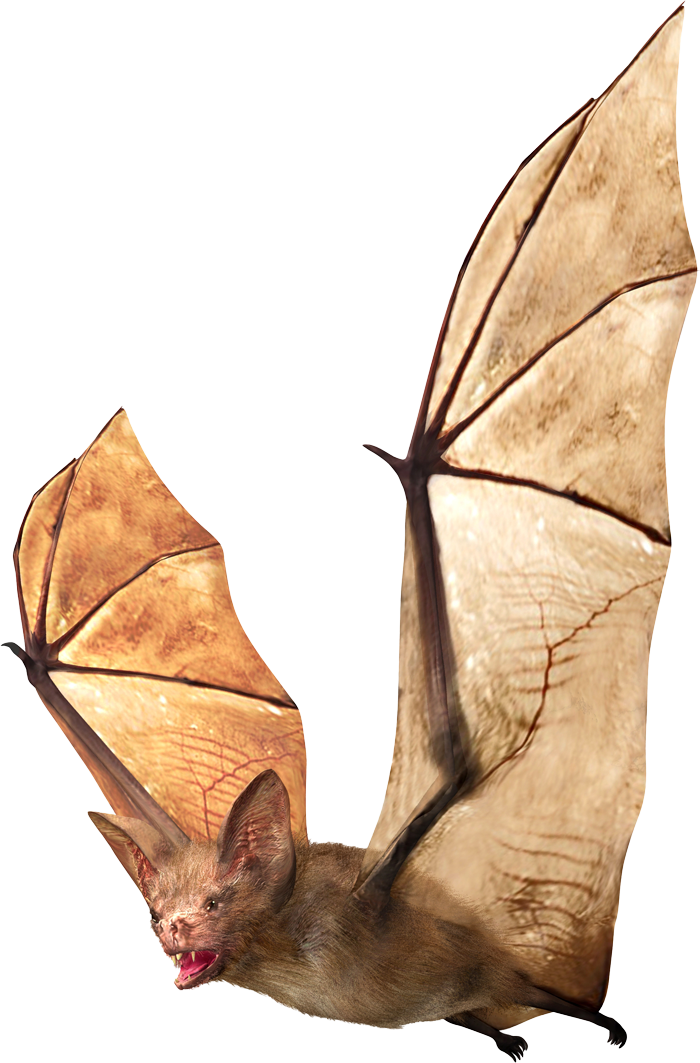 Brown Bat — Greenfield, MA — Problem Wildlife Brown Bat — Greenfield, MA — Problem Wildlife