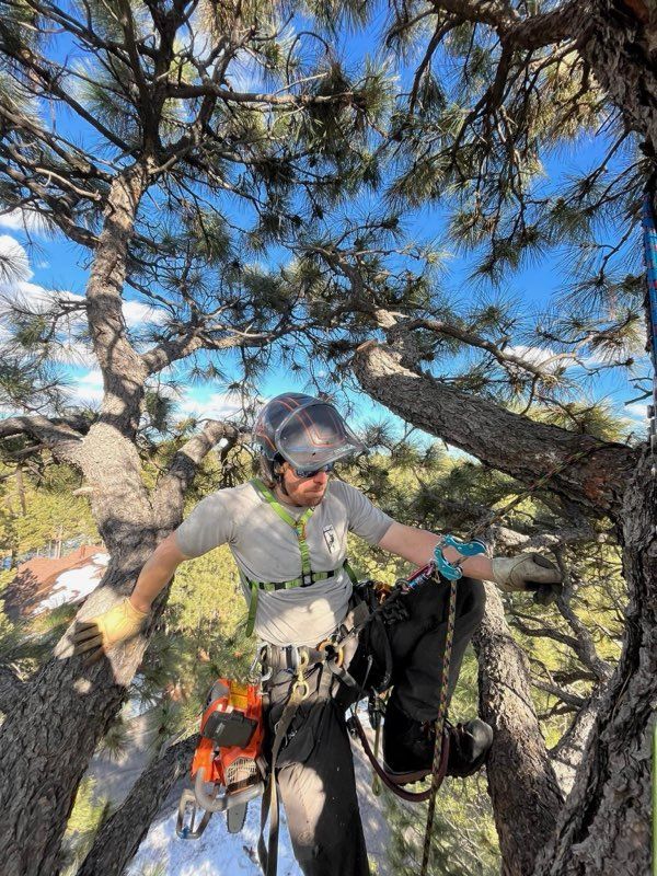 Climber with harness and gear stands among pine branches against a blue sky.