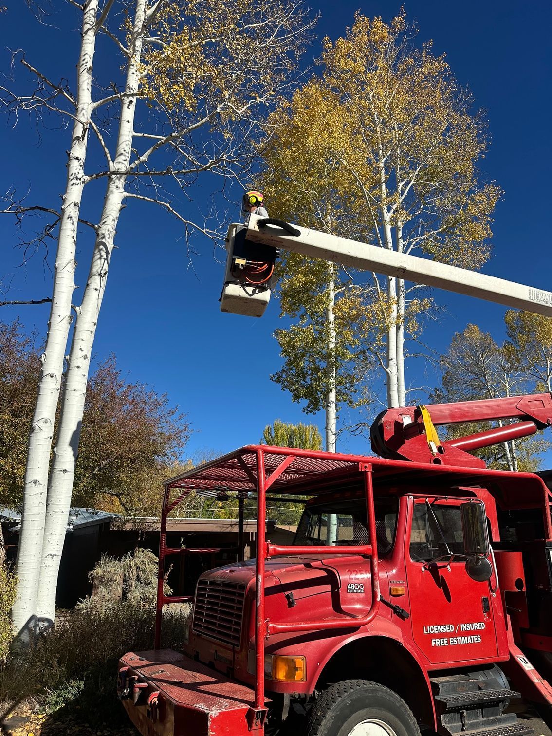 Tree service crew using a crane to remove a fallen tree in a snowy residential yard