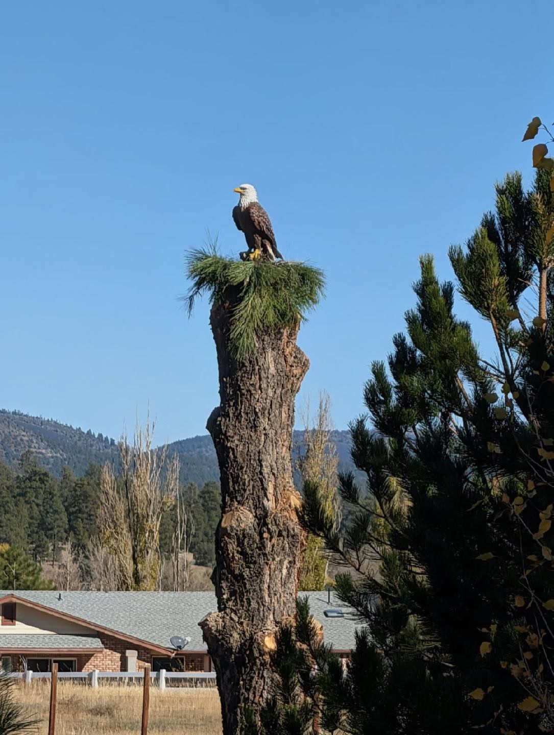 Bald eagle perched atop a trimmed tree stump against a blue sky and mountain backdrop