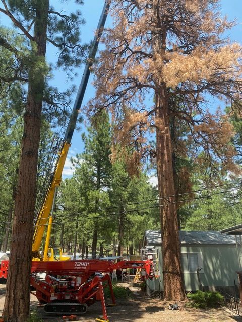 Yellow crane lifting a tall pine beside a red trailer and gray shed in a wooded area