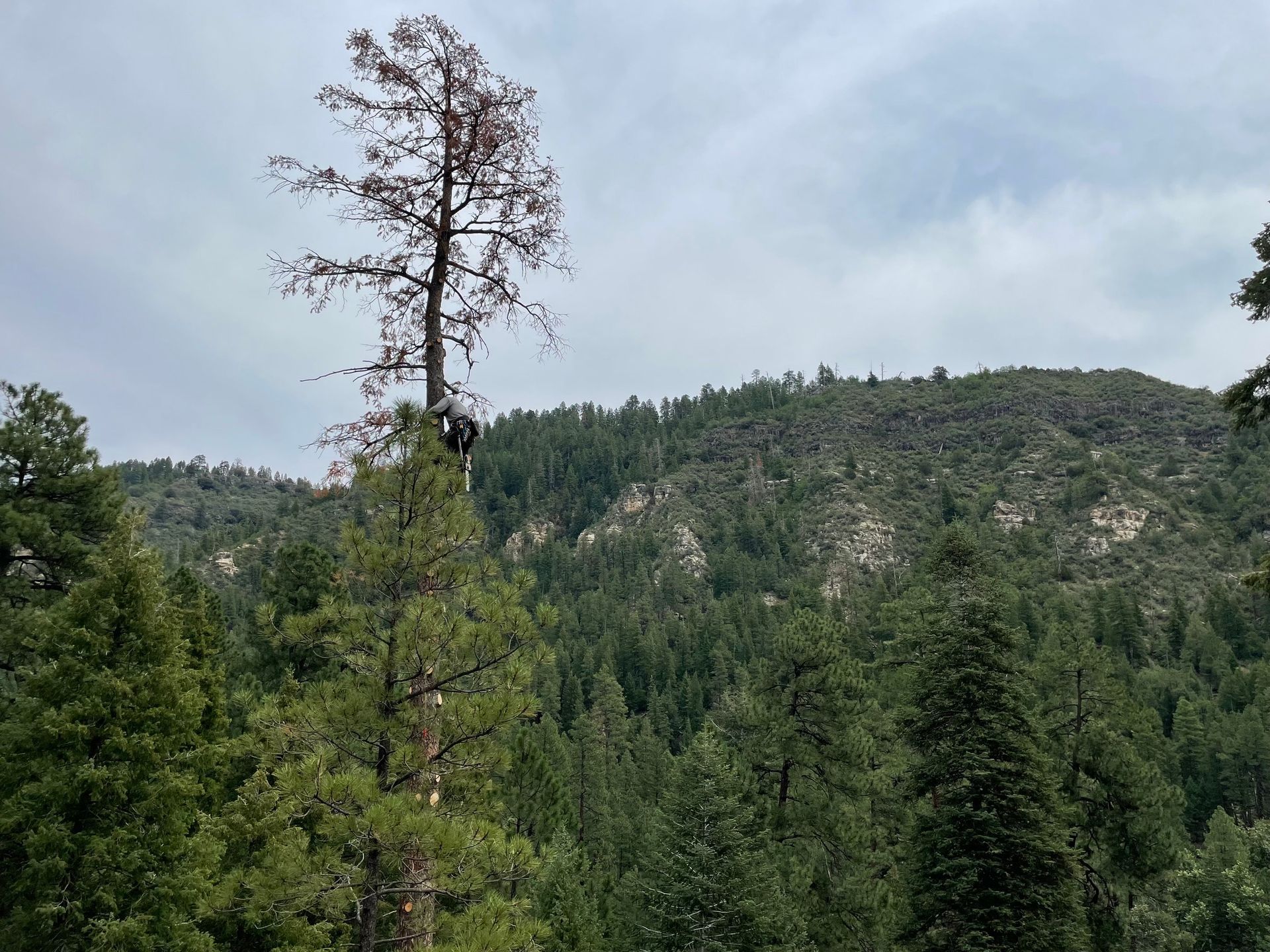 Mountain landscape with evergreen trees and a tall dead tree under a cloudy sky