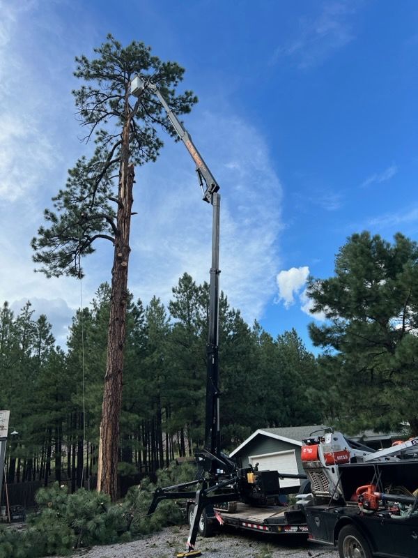 Tree trimming crane lifting a worker to prune a tall pine beside parked trucks under a blue sky