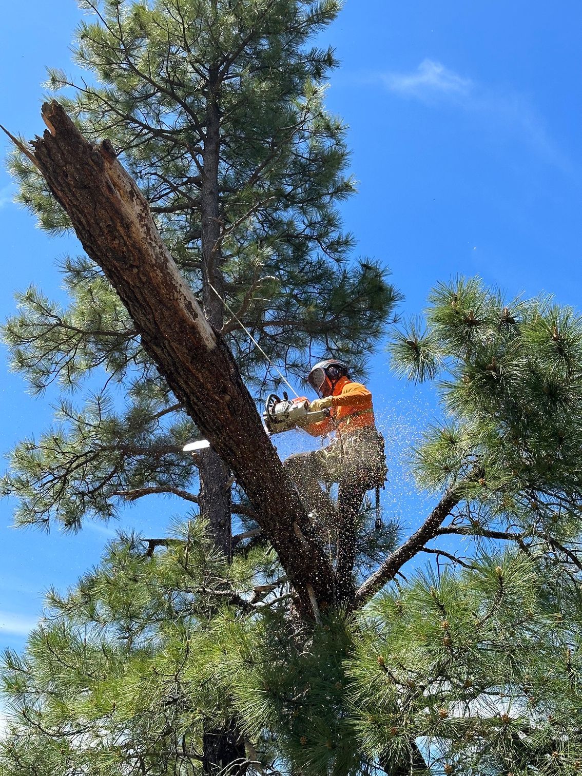 Person in orange gear trimming a tall tree against a blue sky