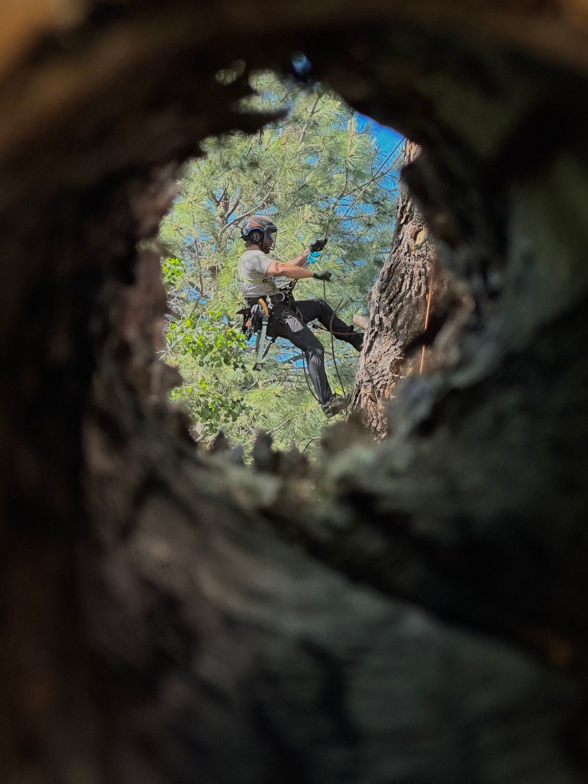 Climber in a helmet and blue shirt scaling a tree trunk, seen through a hollow opening in the bark.