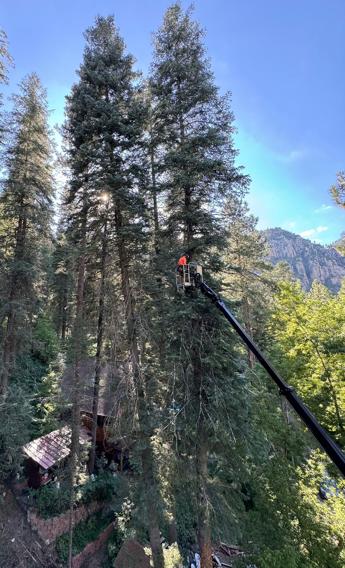 Tall conifer trees on a mountain slope with a crane lifting near the canopy under a blue sky.