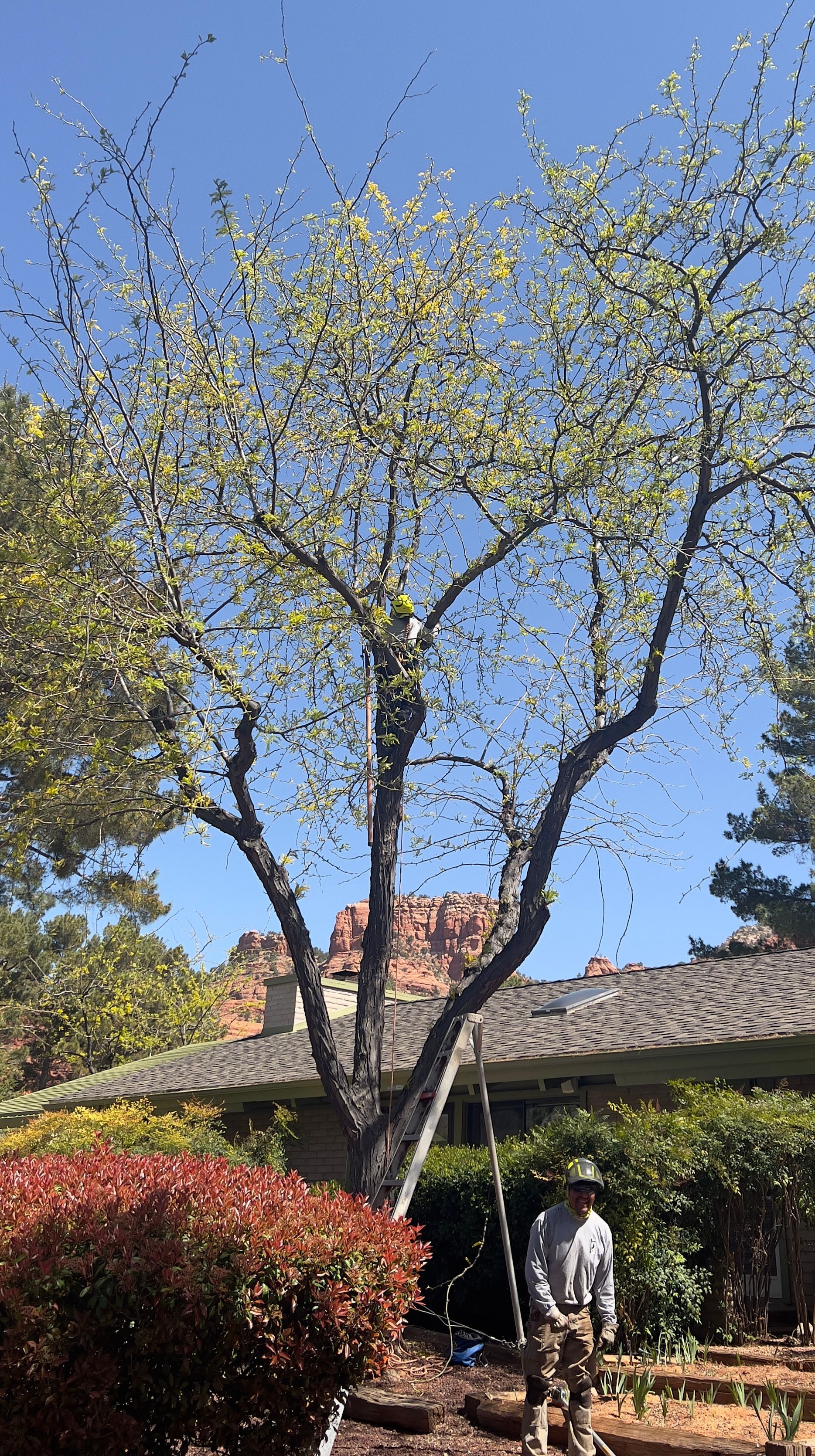 Person standing in a garden beneath a tall leafy tree beside a house