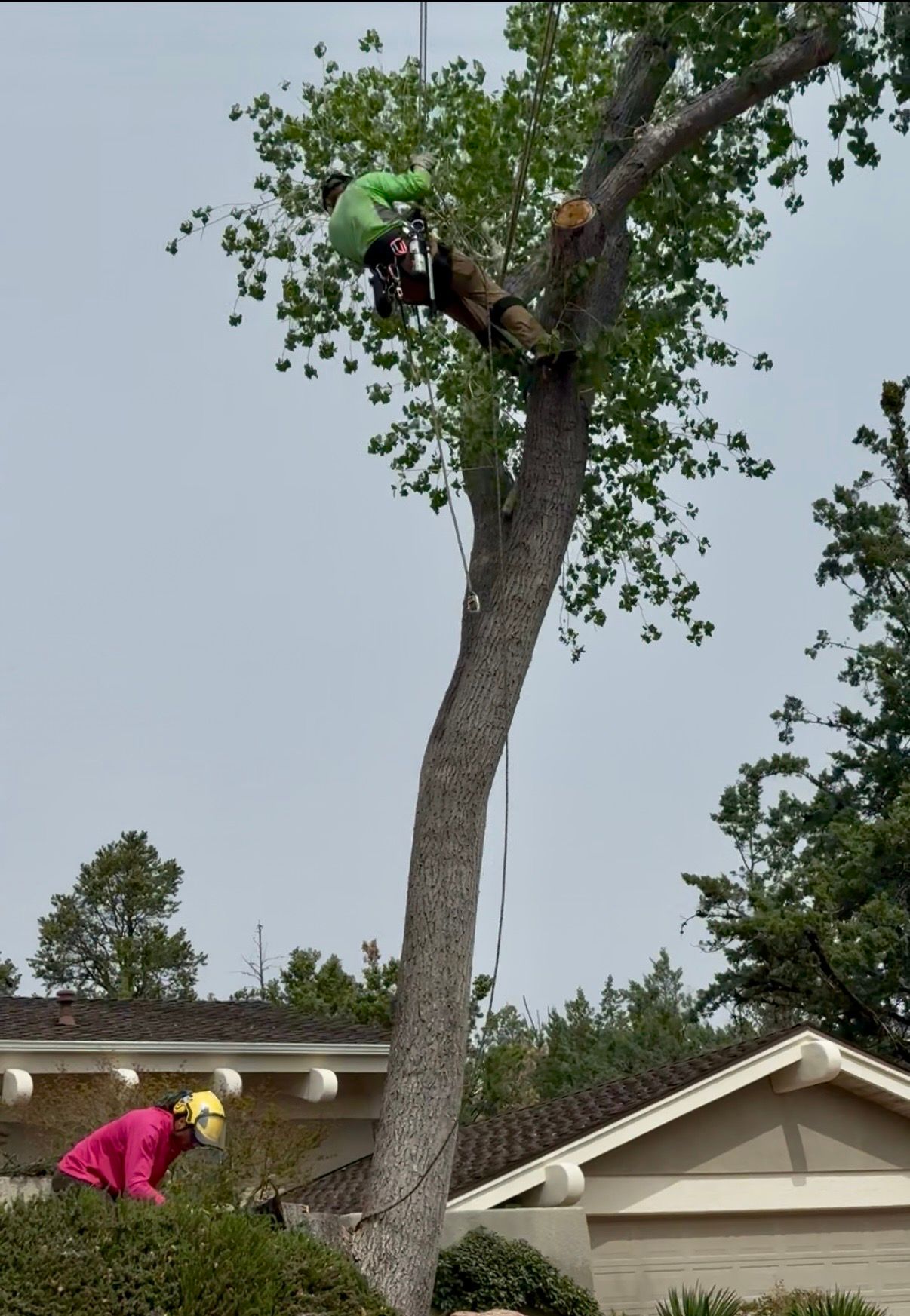 Worker in green safety gear trimming branches high in a tall tree above a house