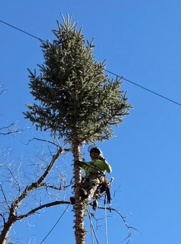 Arborist in a green jacket climbing a tall tree against a blue sky