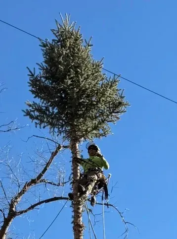 Crane trimming a tall tree beside a house under a clear blue sky