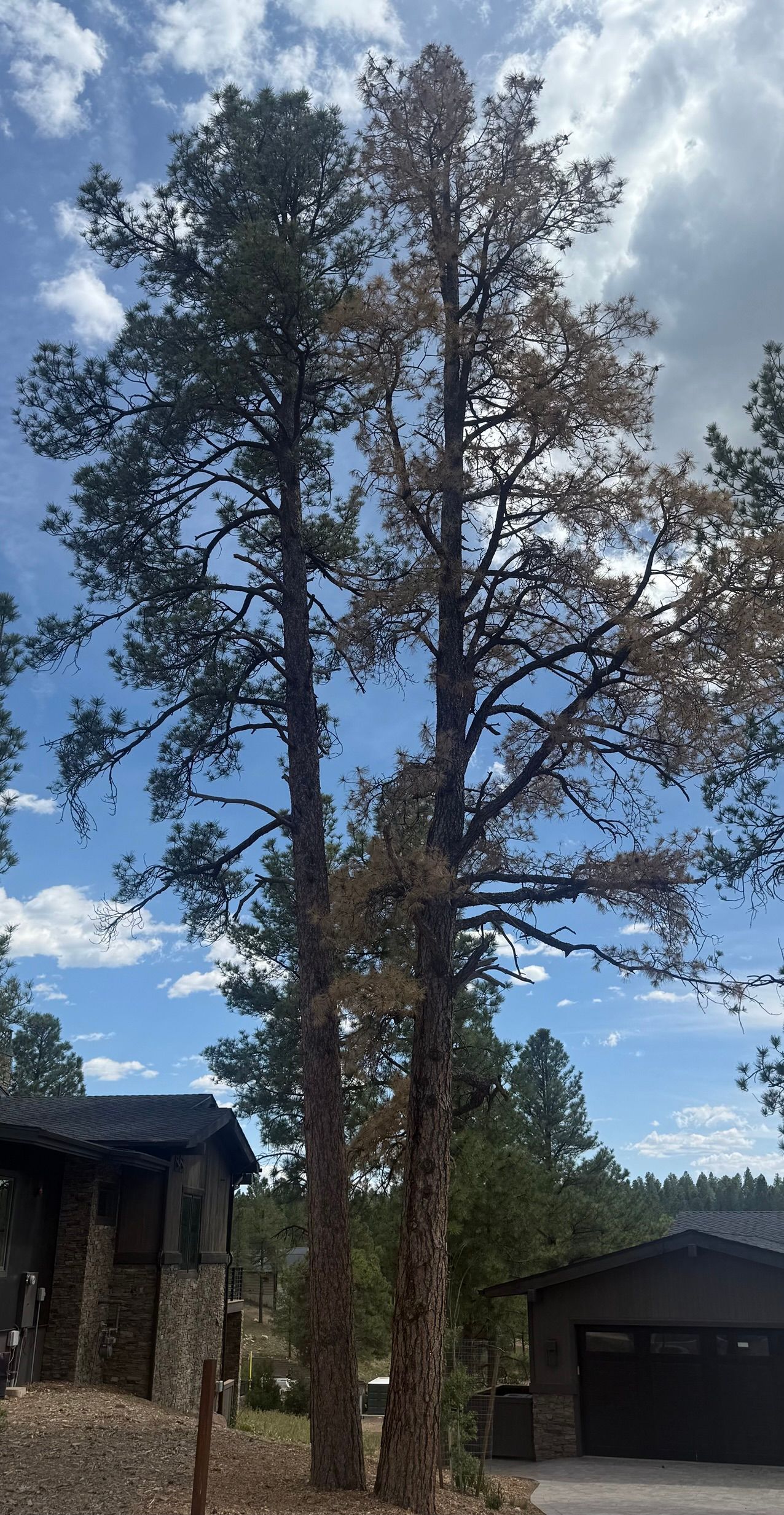 Tall pine trees beside homes under a partly cloudy blue sky.