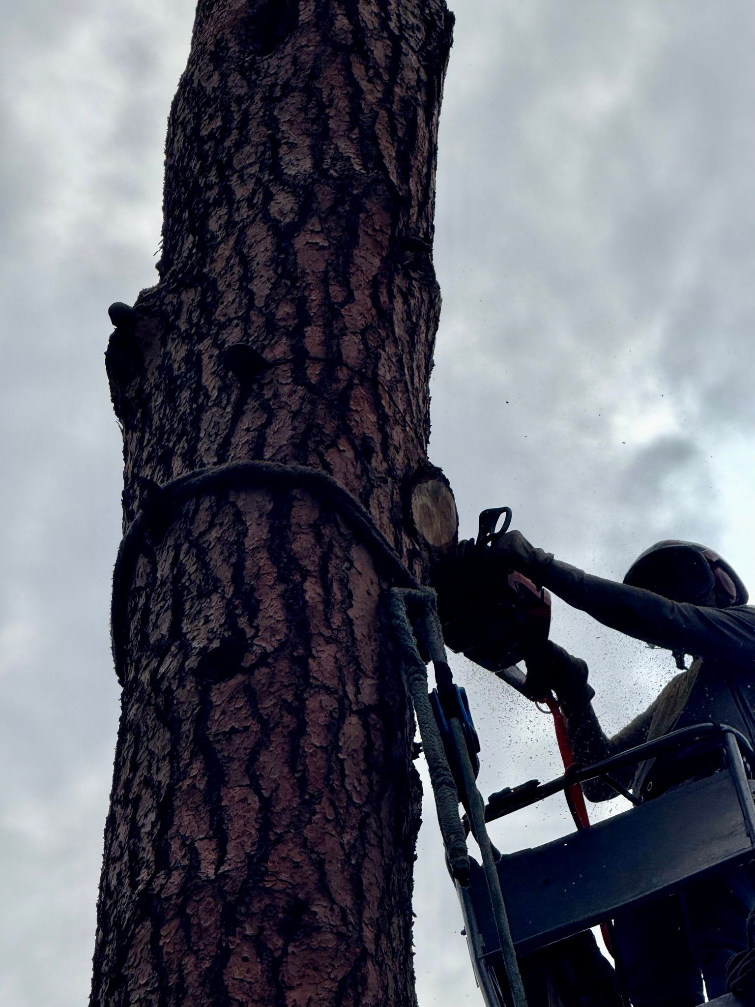 Arborist using a chainsaw in a tree beside a thick trunk against a cloudy sky