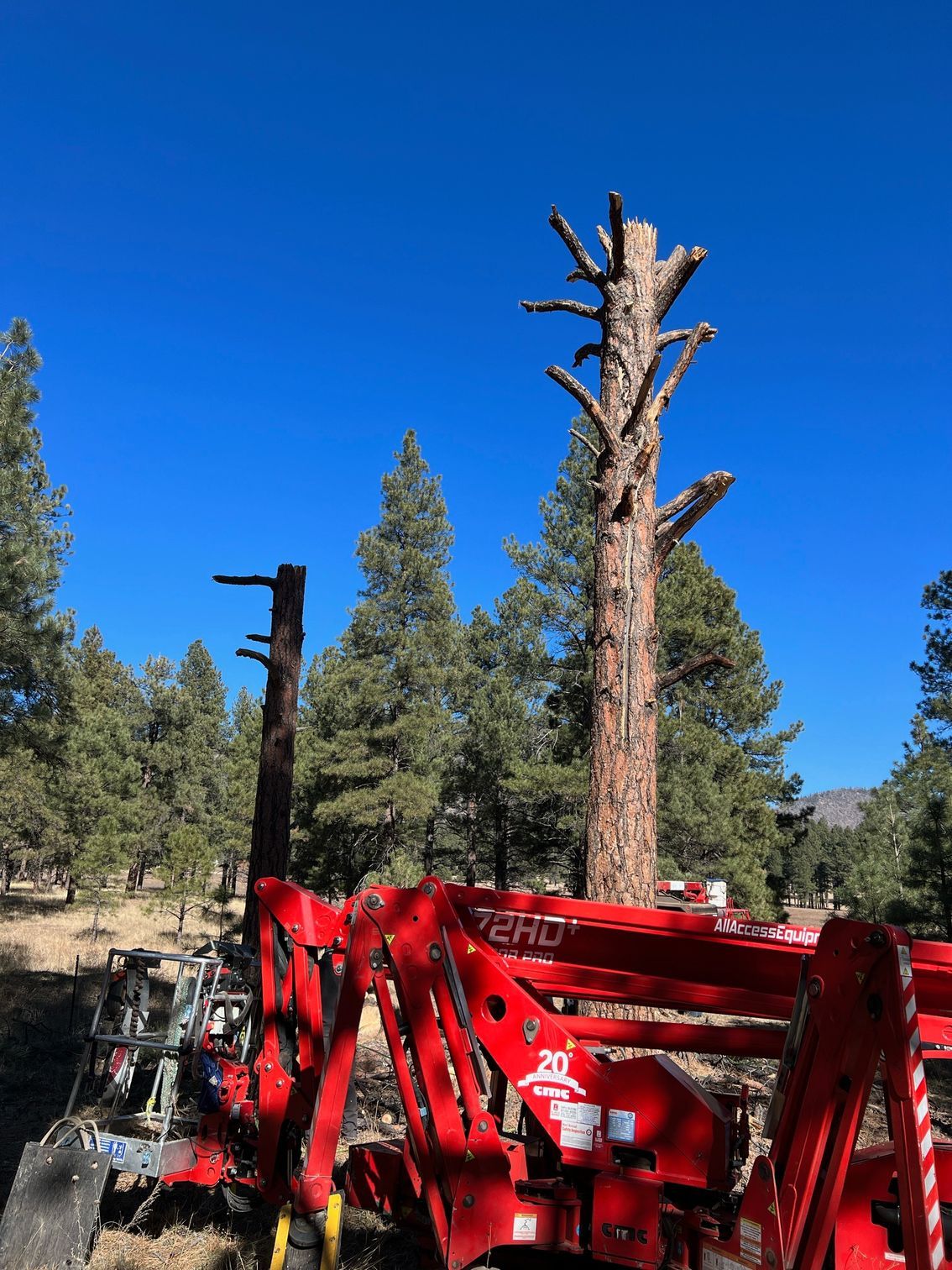 Red excavator clearing a dead tree in a pine forest under a bright blue sky
