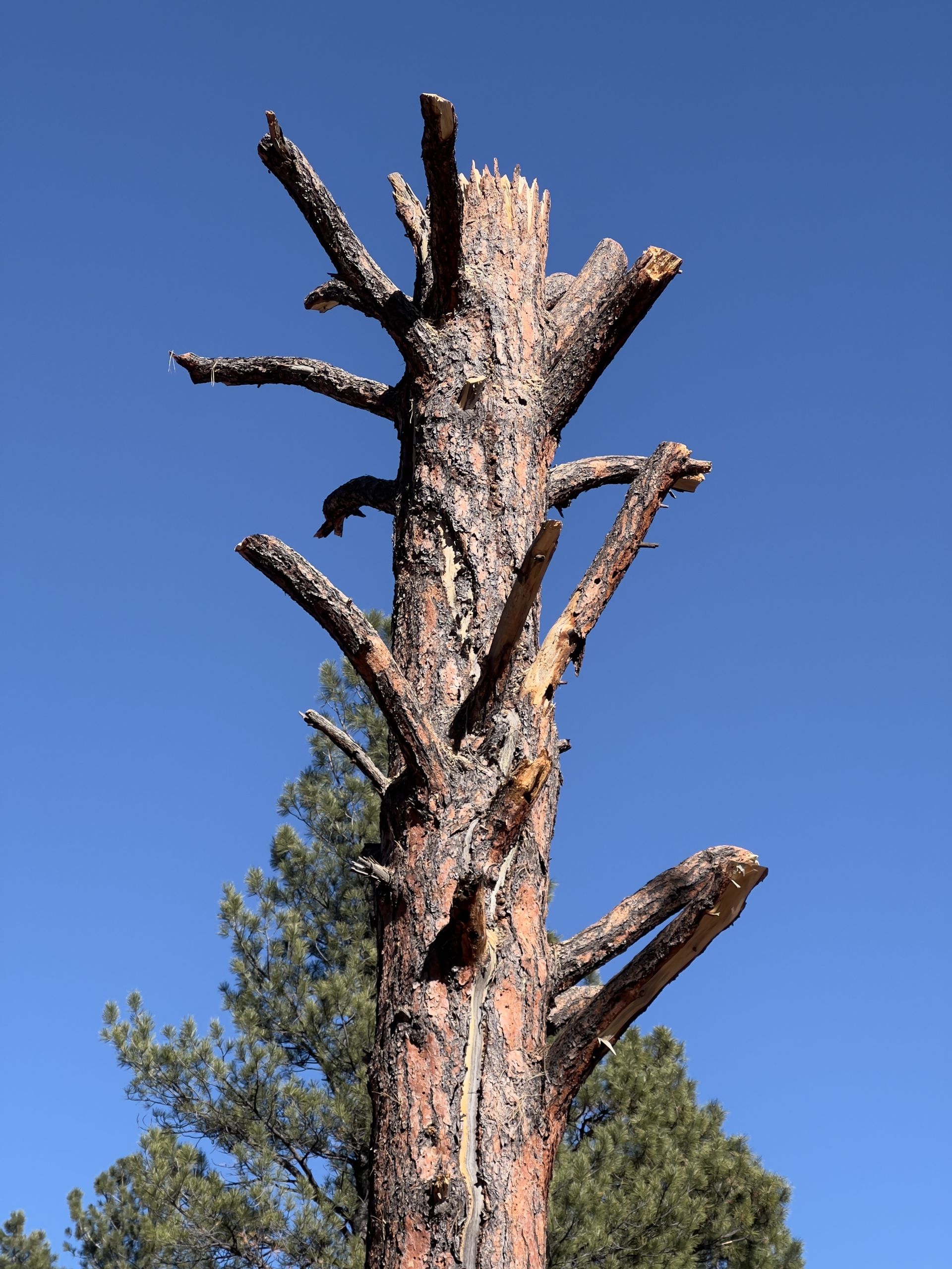 Dead tree trunk with trimmed branches against a clear blue sky