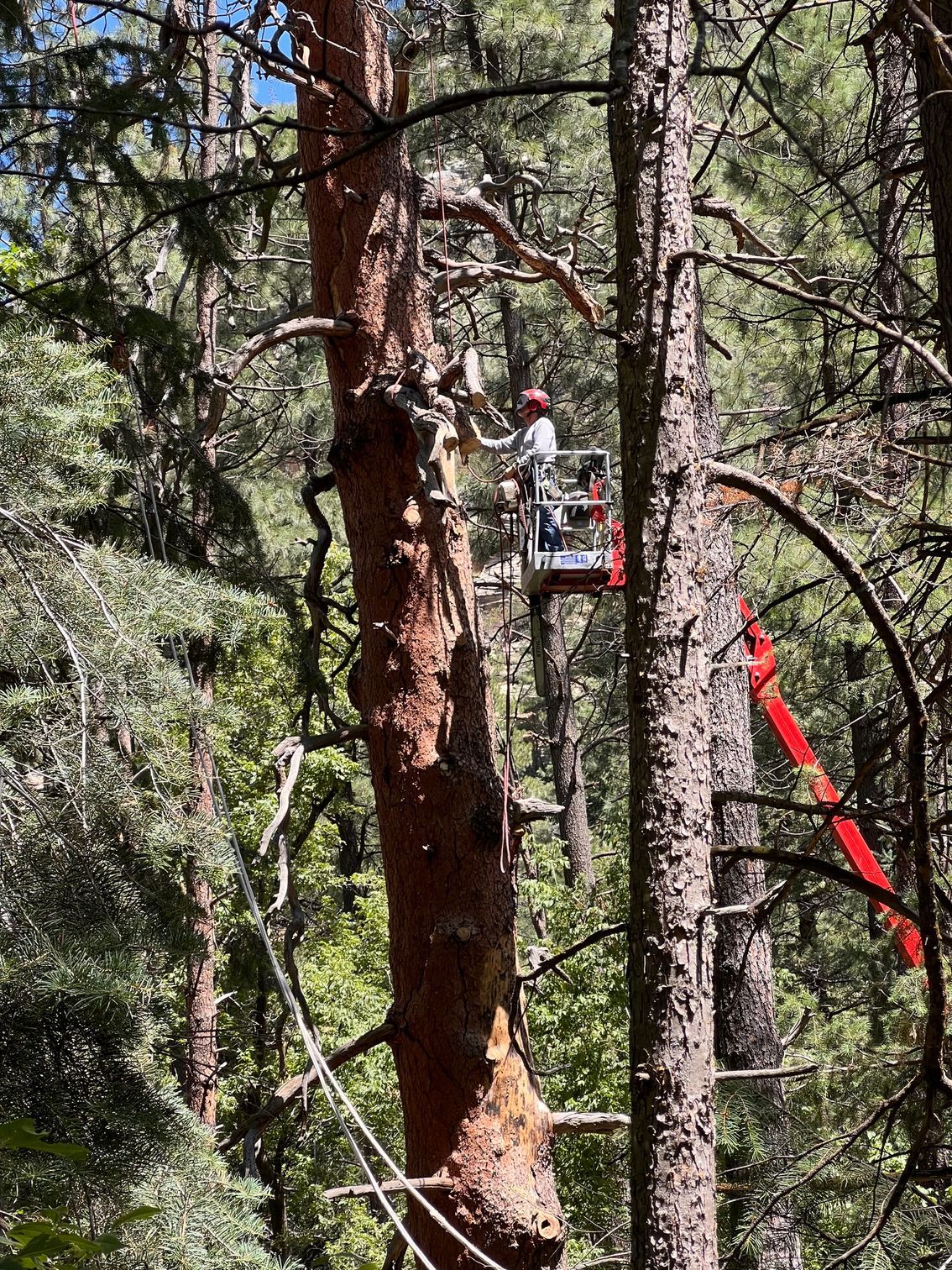 Worker in a cherry picker trimming a tall pine tree in a forest, with red safety gear visible.