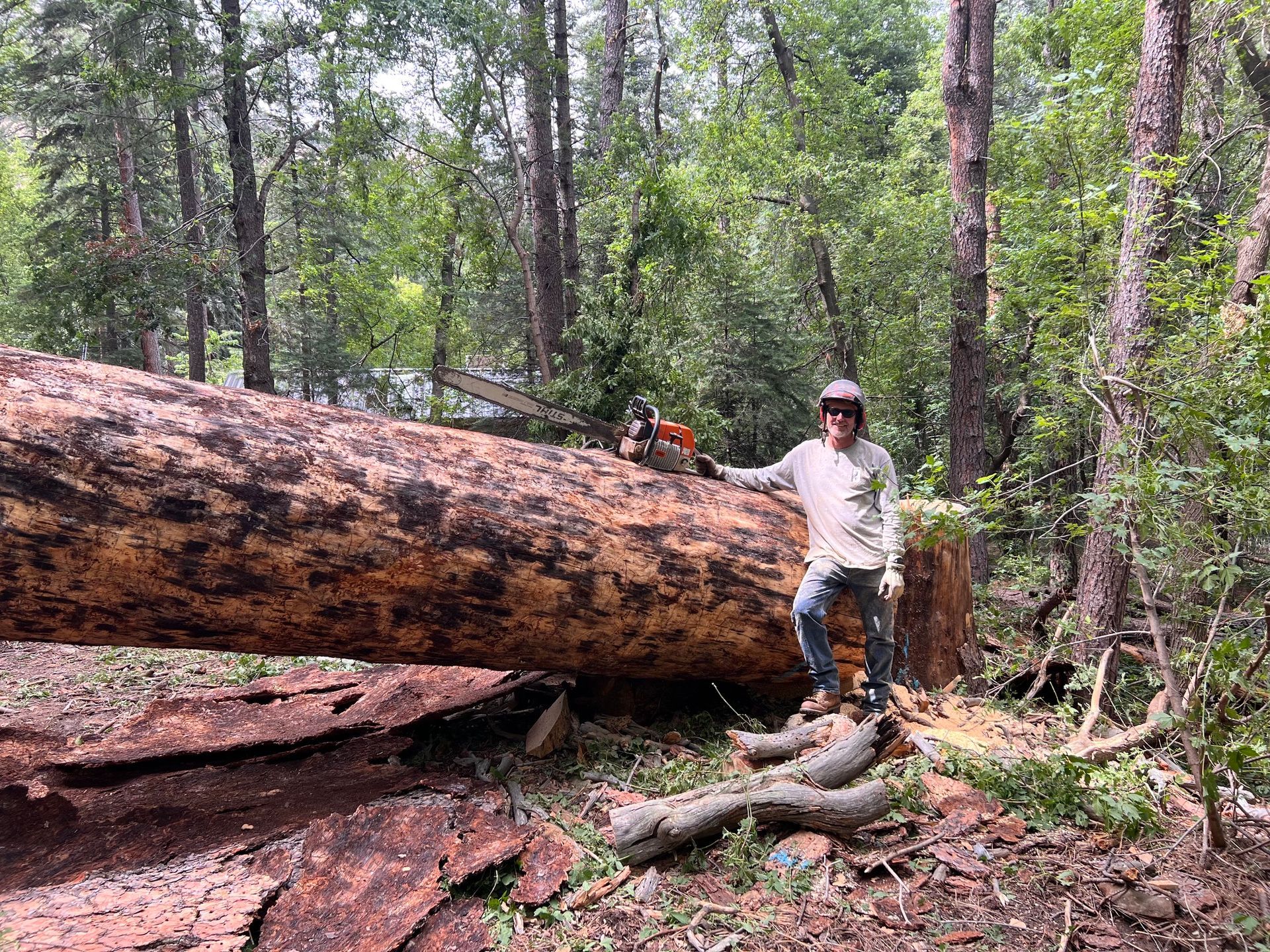 Person standing beside a huge fallen tree in a forest, with a chainsaw on the trunk.
